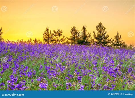 Spring Landscape With Flowering Purple Flowers In Meadow Stock Photo