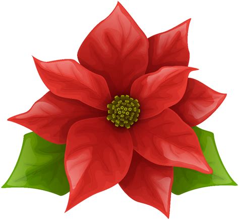 Download High Quality Poinsettia Clipart Transparent Png Images Art