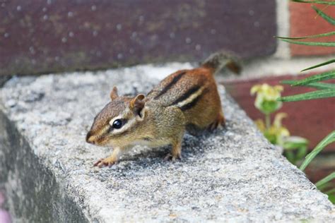 Eliminate Chipmunks From Your Yard Proven Methods