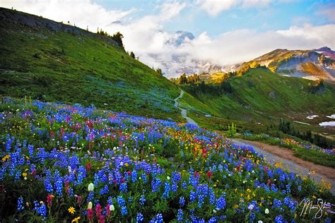 Flowers At Mount Rainier National Park Paradise Mount