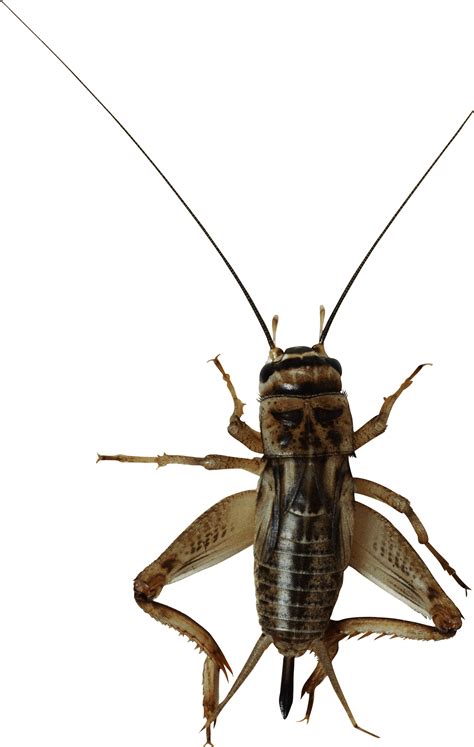 Insect Bug Png Image Transparent Image Download Size 1902x3000px