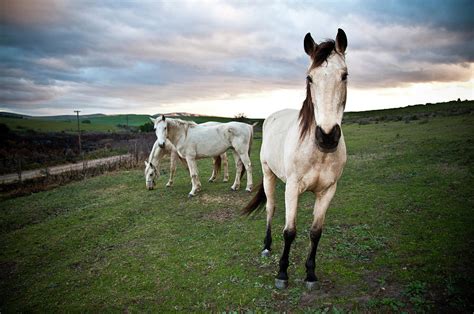 Three White Horses In Green Field One By Andy Nixon