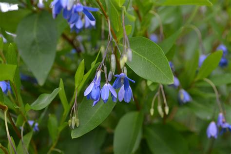 Look Out For Bluebell Creeper Invasive Weed Gwlap