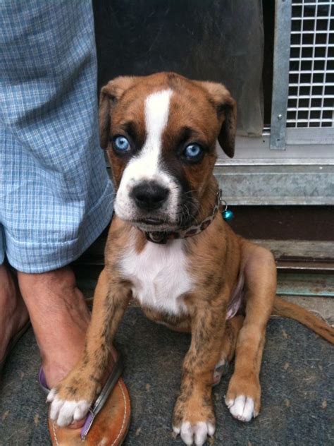 Boxer Forum Boxer Breed Dog Forums Boxer Puppy Puppies With Blue