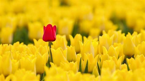 Free Download Spring Red Yellow Tulips Hd Wallpaper Freewallsup