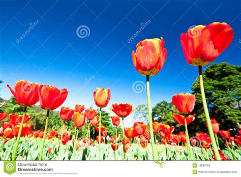 Spring Flowers Tulips In The Blue Sky Stock Photos