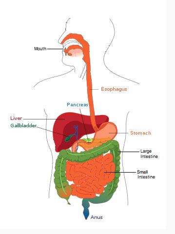The Human Digestive System