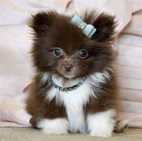 Lavender Pomeranian Puppies For Sale Pets Lovers