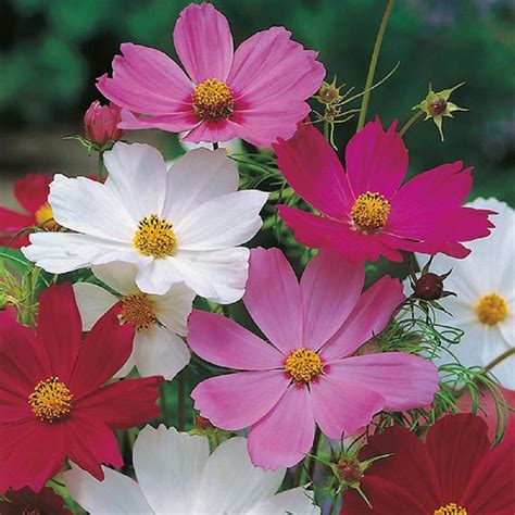 2000 Sensation Mix Cosmos Bipinnatus Seeds By Seeds2go Swiftsly