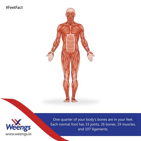 Can you name the all the muscles of the foot? The 19 Muscles Of The Foot : Muscles Of Foot : Flexion of 4 lesser toes at metatarsophalangeal ...