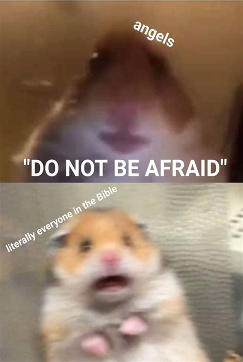 Top 10 Hamsters Meme Imagesee