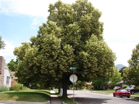 New Utah Gardener Stop And Smell The Linden Trees