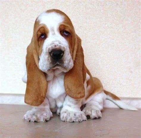 22 Cute Miniature Basset Hound Pictures You Will Love The Paws