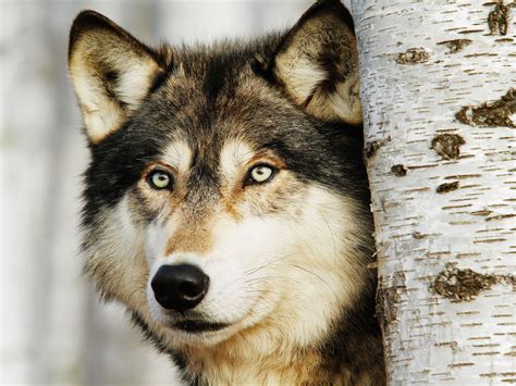 Волки Очень Красивые Фото Telegraph