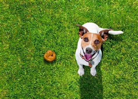 Consejos Para Tratar La Diarrea En Cachorros De Meses RevistaBoletinBiologica Com Ar
