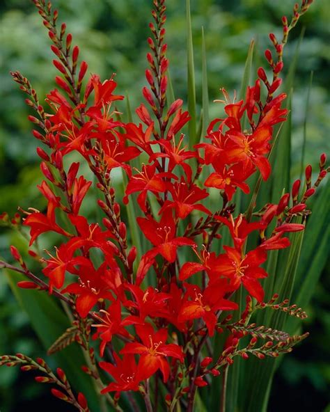 Crocosmia Plant Growing Guide 5a5