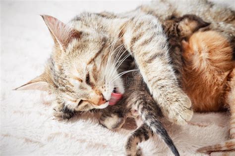 Mother Cat Nursing Baby Kittens Stock Photo Image Of Fluffy Animal
