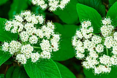 How To Plant Grow And Care For Viburnum