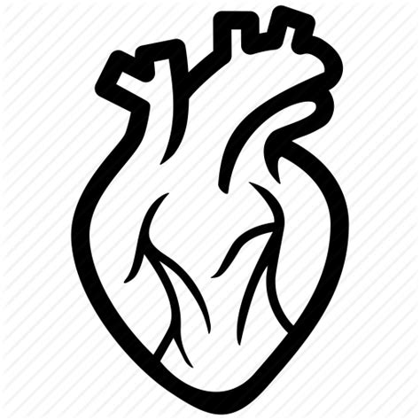 Anatomical Heart Png