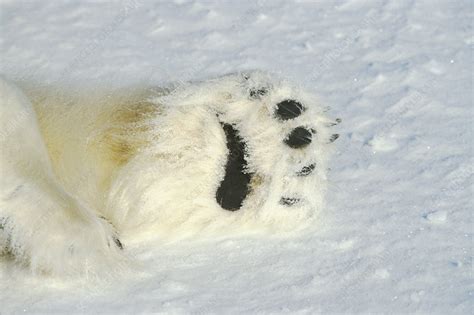 Polar Bear Paw Stock Image C0021557 Science Photo Library