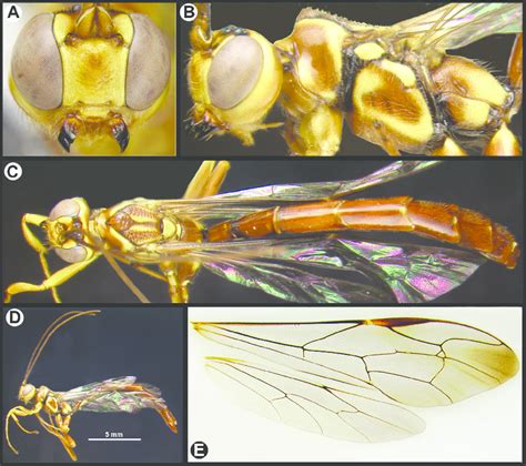 Megarhyssa Greenei Male A Anterior Head B Lateral Head And