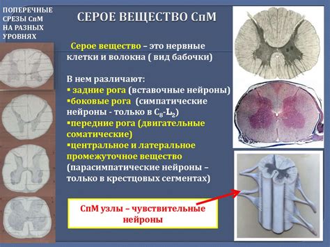 Белое Вещество Вещество Из Влагалища Telegraph