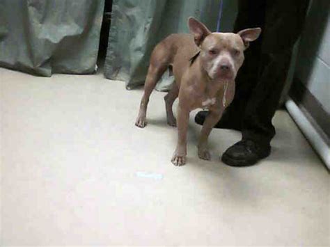 Red Nosed Fawn Female Pit Bull Terrier This Is A Large Bon Flickr