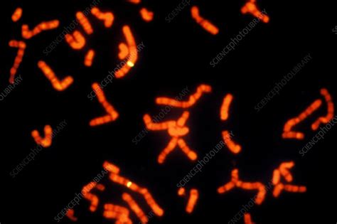 Fish Micrograph Of Chromosomes Stock Image G2101208 Science