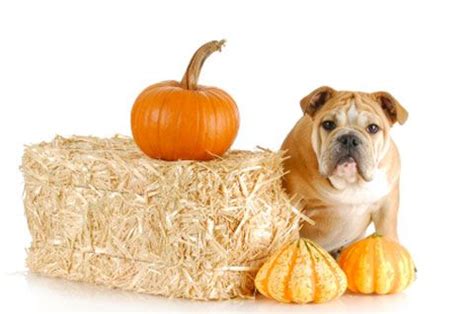 the great pumpkin: petplan pet insurance sings the praises ...