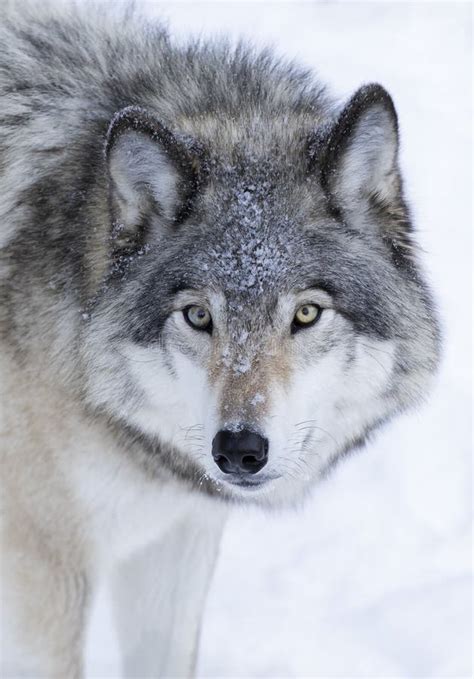 Lupus Solo Di Grey Wolf Canis O Del Lupo Comune Isolato Su Fondo Bianco