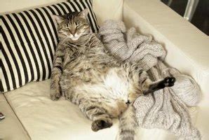 The primordial pouch usually appears in adulthood, it looks like excess skin, regardless of whether the cat is or has been overweight. x