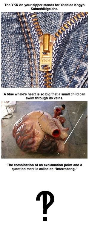 This is something else where you can see some internet exaggeration about these huge beasts. EA Kabushikigaisha. A blue whale's heart is so big that a ...