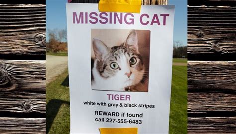 7 Things To Do If Your Cat Is Lost Or Missing Cattime