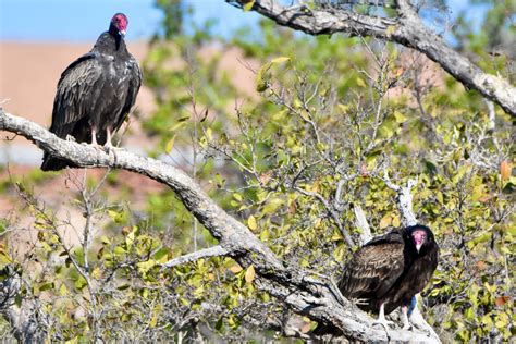 Turkey Vulture