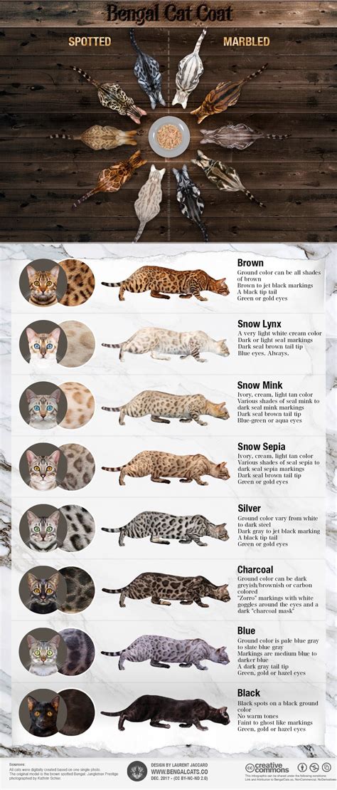 Bengal cat patterns and colors guide _. Bengal Cat Colors and Patterns Visual Guide