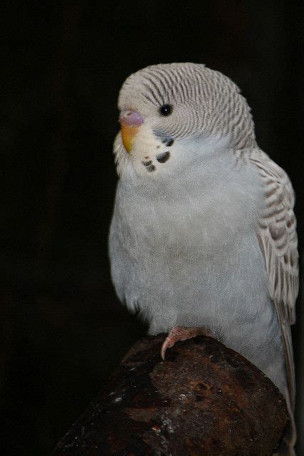 Grey Parakeet Pet Birds