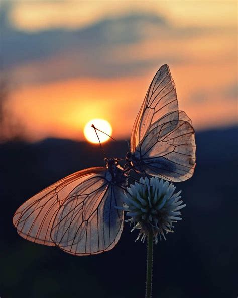 Sunset Butterflies Nature Photography Beautiful Butterflies