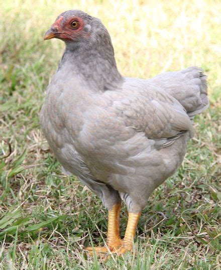 What Is Native Chicken In The Philippines