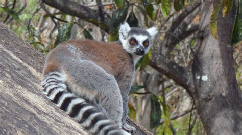 The Lemurs More Endangered Than Ever