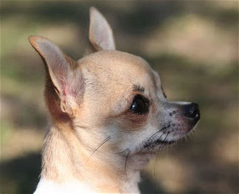 different breeds of dogs: apple head chihuahua | different ...