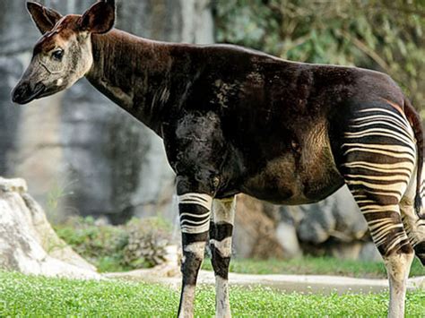 Okapi Está En Peligro De Extinción Ecología Verde Okapi Animals