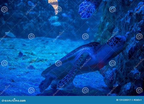 Big Green Sea Turtle In Aquarium Stock Image Image Of Blue Hurghada