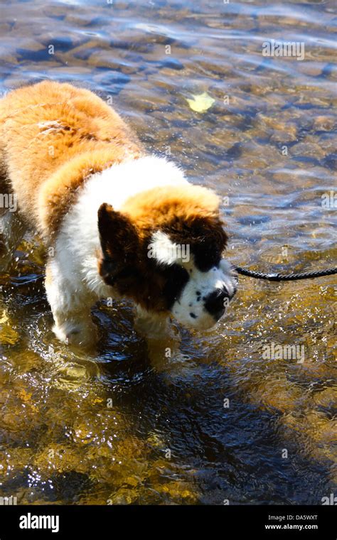 Saint Bernard Puppy Shaking Off Water In Lake Stock Photo Alamy