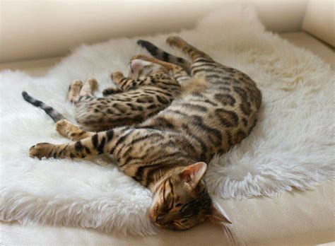 Asian Leopard Cat Son Chat Cat Essentials Cat Breeder Sleeping