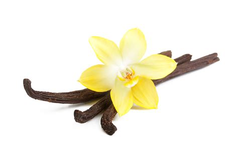 Vanilla Flower Png Picture 2230256 Vanilla Flower Png