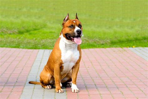 Though known for its courage and high energy level, the american. American Staffordshire Terrier Dog Breed » Everything ...