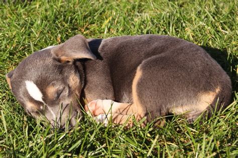 Sie suchen nach hundeschulen in ihrer nähe oder besitzen eine? Ab wann eine Hundeschule besuchen? Was ist sinnvoll