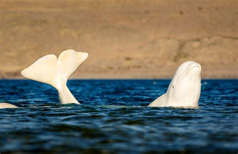 This Strangely Buff Beluga Whale Has A Better Six Pack Than You Metro