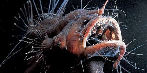 Ugly Fish 11 Of The Ugliest Fish Species With Pics ☣️ 2022