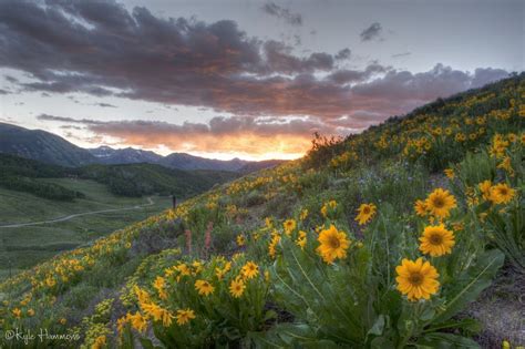 Wildflowers Cover A Hillside During Sunset At Mt Crested Butte